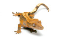 Correlophus ciliatus subadult male